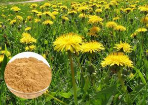Quality Powerful Antioxidant Natural Dietary Supplements Brown Dandelion Root Extract Powder wholesale