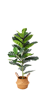 Fiddle Leaf Fig Tree-1