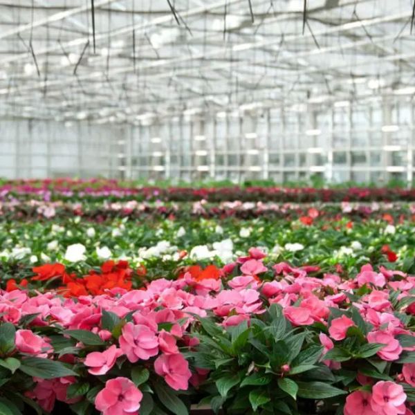 Lightweight Polycarbonate Venlo Greenhouse for Hydroponic Petunia Cultivation