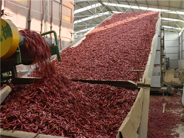 Pepper Chili Belt Dryer Machine Stainless Steel Food Dryer Drying Equipment