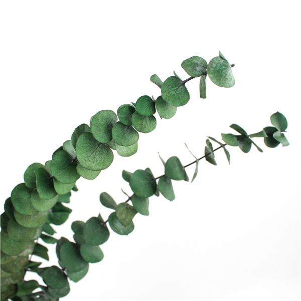 Customized Natural Preserved Foliage For Gift / Wedding / Home / Shop