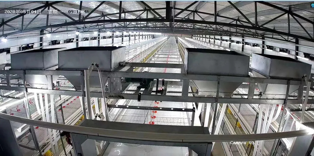 Automatic Equipment Metal Cage Steel Structure Broiler Chicken Poultry House