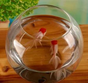 China hand blow glass terrarium  fish tank decoration glass container  10cm diameter and other size on sale
