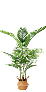 Areca Palm-1.4