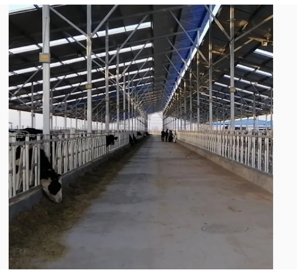 Environmental Prefab Light Metal Steel Structure Milk Dairy Cattle Cow Stable House Shed Farm Building