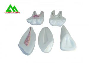 Quality PVC Plastic Soft Gum Teeth Model , Dental Models For Teaching CE ISO wholesale