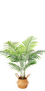 Areca Palm-1.2