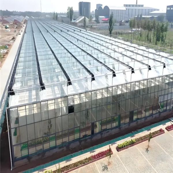 Agricultural intelligent Glass Greenhouse vegetables flowers PC board greenhouse Venlo style