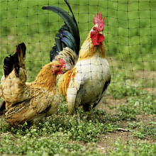 Poultry Netting