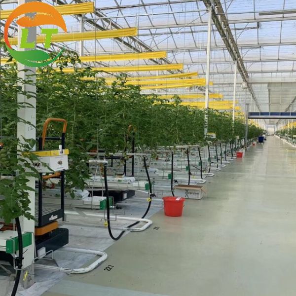 Pressure-Resistant Glass House for Large-Scale Growth of Vegetable Fruits and Flowers