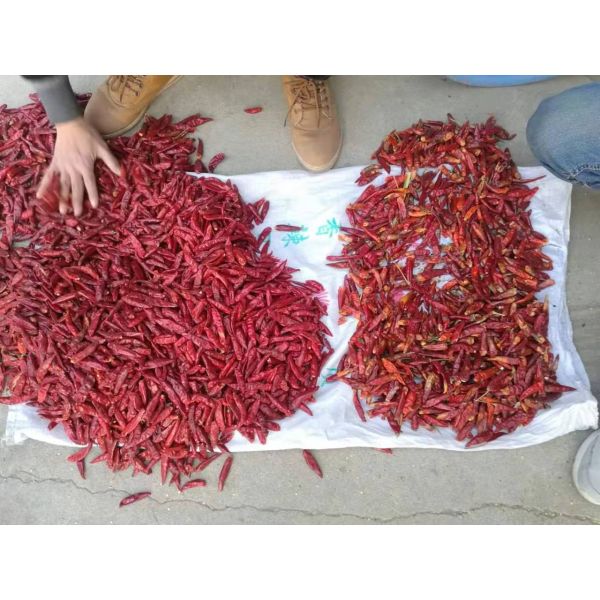 32 Channels Seed Color Sorter , Chili Rosehip Sorting Machine Low Consumption