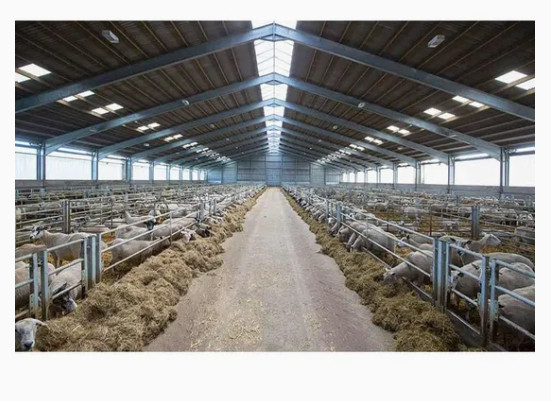 Environmental Prefab Light Metal Steel Structure Milk Dairy Cattle Cow Stable House Shed Farm Building