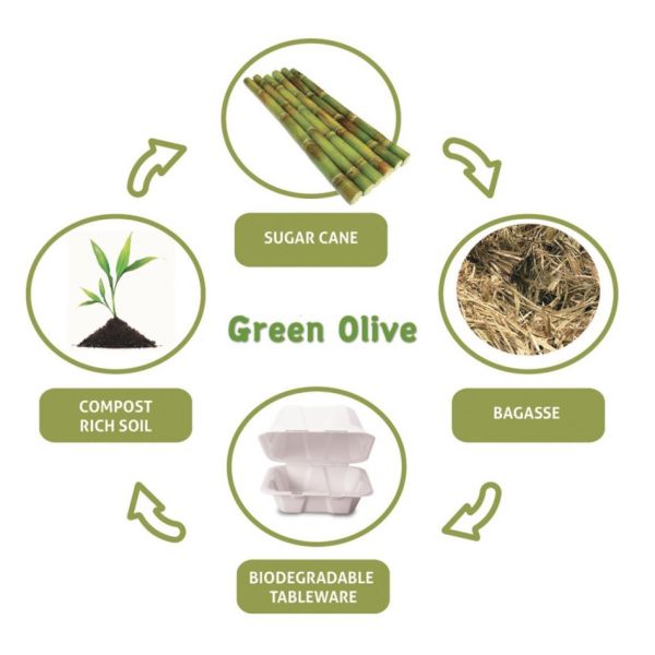 24oz Biodegradable Salad Boxes