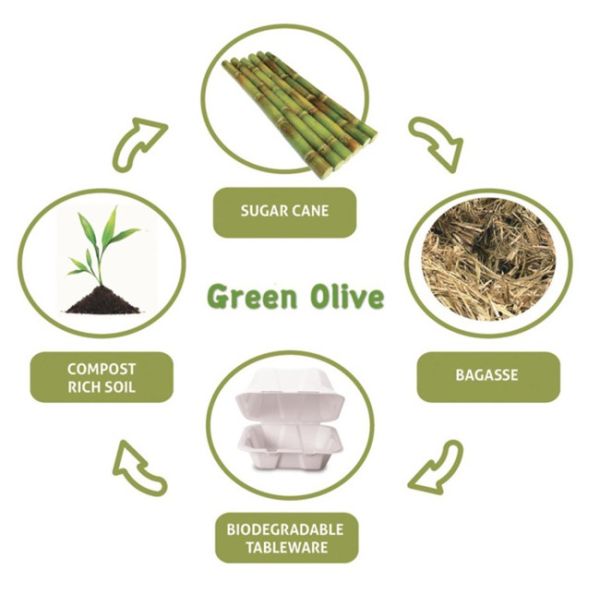 10/12 inch Biodegradable Sugarcane Bagasse Plates