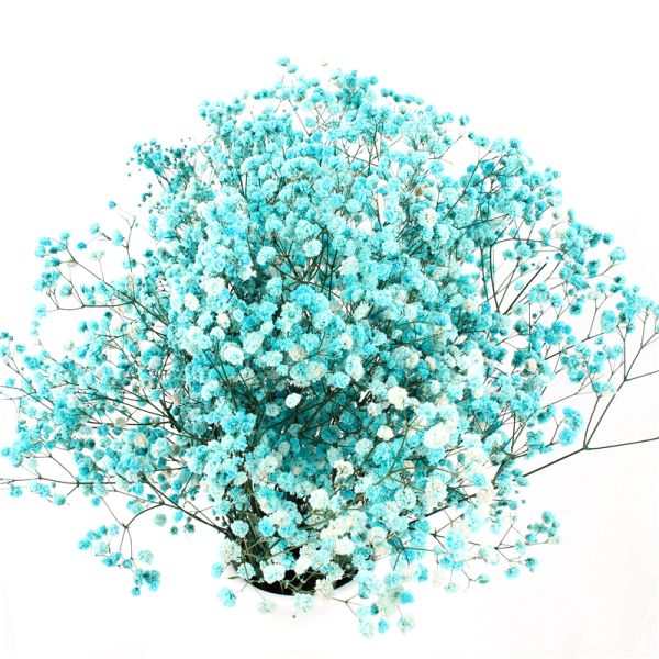 Decorative Natural Dried Pampas Grass , Fresh Keeping Preserved Pampas Grass